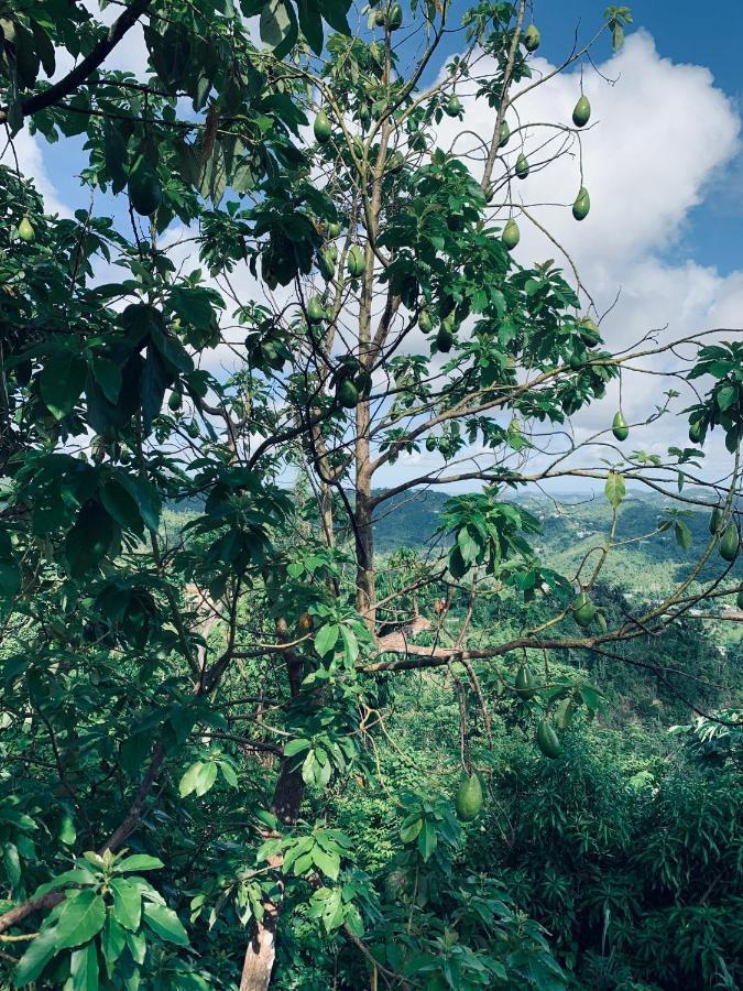 Camping Para Dos - A Escoger Segun Disponibilidad De Caseta O Cabana Caguas Eksteriør bilde