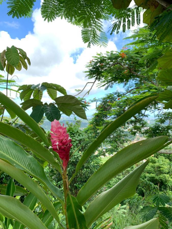 Camping Para Dos - A Escoger Segun Disponibilidad De Caseta O Cabana Caguas Eksteriør bilde