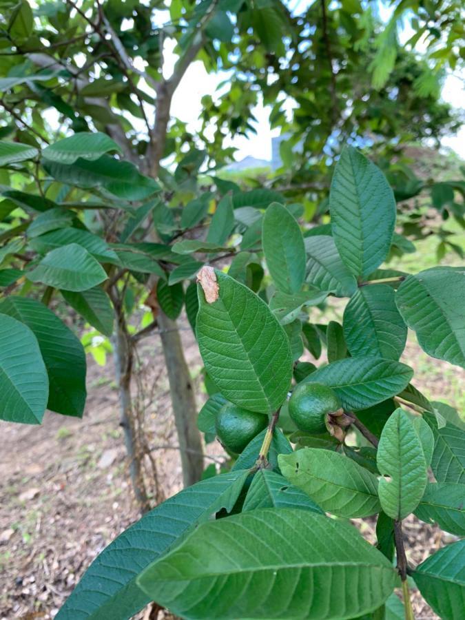 Camping Para Dos - A Escoger Segun Disponibilidad De Caseta O Cabana Caguas Eksteriør bilde